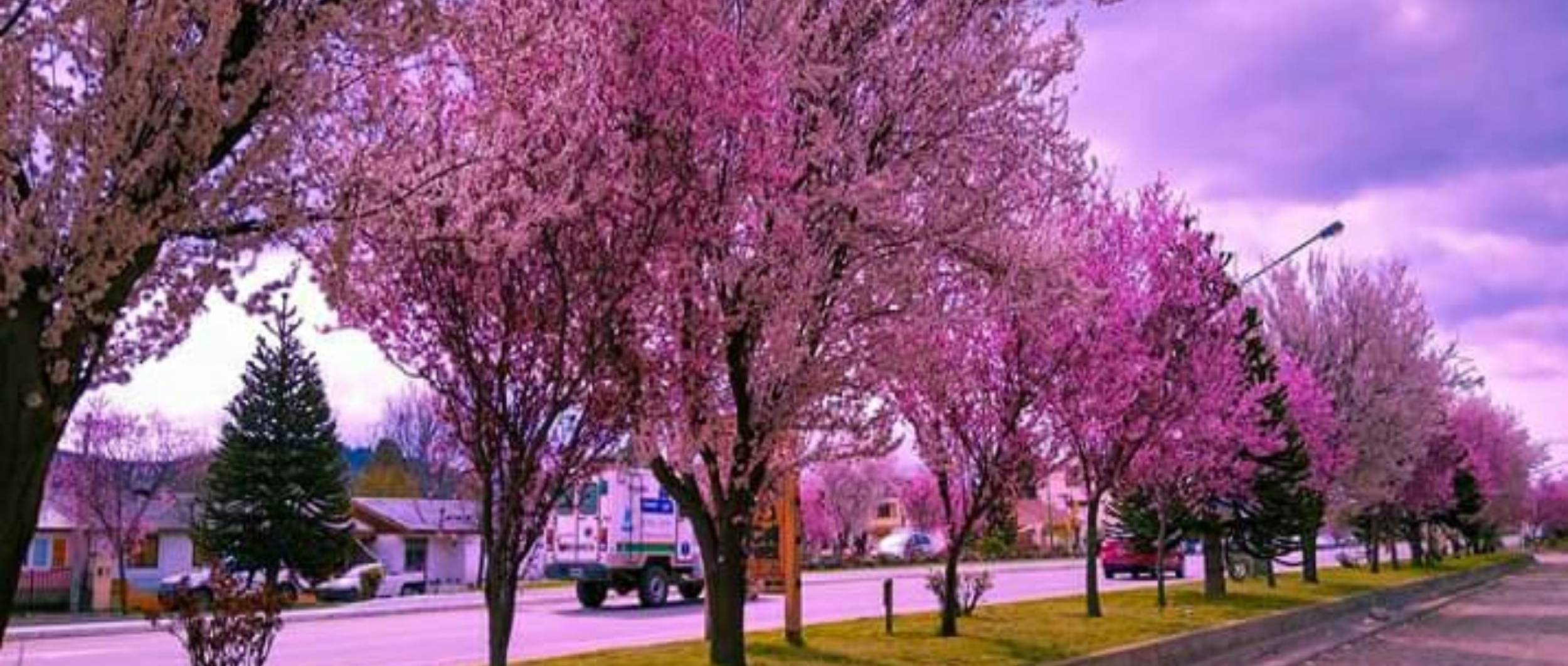 Apart Hotel Curahue